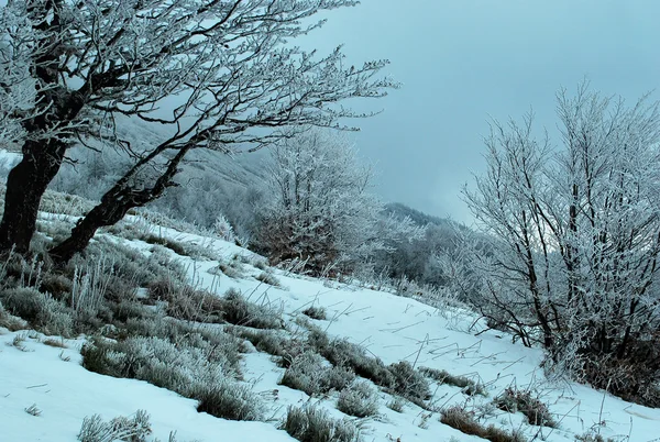 Gyönyörű kilátás nyílik a hófödte Kárpát-hegység télen — Stock Fotó