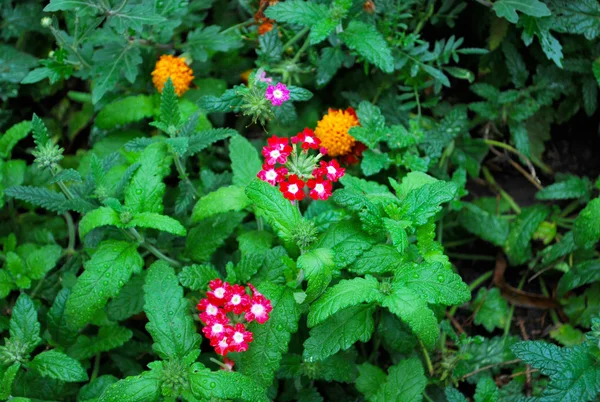 verbena bitkinin yeşil parlak yatak