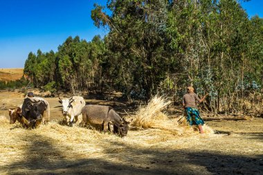 Gondar, Etiyopya - 07 Şubat 2020: Gondar ile Simien Dağları, Kuzey Etiyopya, Afrika arasındaki çiftliklerde çalışan tarım nüfusu