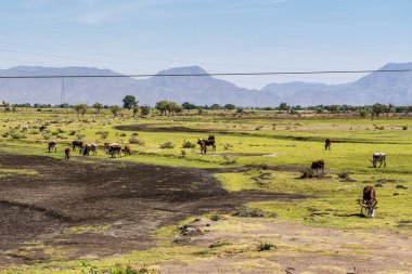 Lalibela, Etiyopya - 12 Şubat 2020: Etiyopya zebu inekleri Lalibela 'dan Gheralta' ya, Tigray Kuzey Etiyopya, Afrika