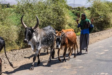 Lalibela, Etiyopya - 12 Şubat 2020: Etiyopya halkı Lalibela 'dan Gheralta' ya giden yolda zebu ineklerle birlikte Kuzey Etiyopya, Afrika 'da Tigray