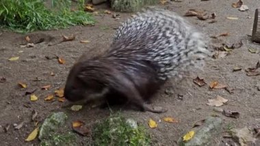 Hint armalı kirpi (