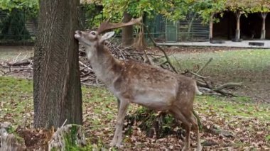 Fallow deer, Dama mezopotamya, Cervidae familyasından bir memeli türü..