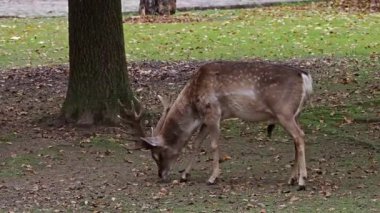 Fallow deer, Dama mezopotamya, Cervidae familyasından bir memeli türü..