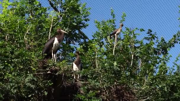 Der Schwarzstorch Ciconia Nigra Großer Vogel Der Storchenfamilie Ciconiidae — Stockvideo