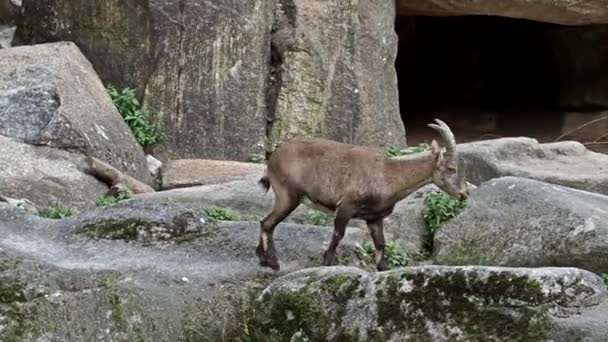 Férfi Hegyi Ibex Vagy Capra Ibex Egy Sziklán Egy Német — Stock videók