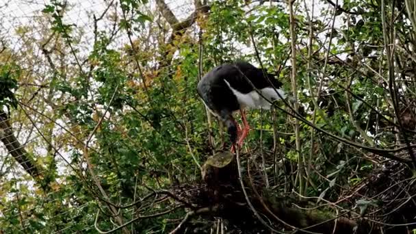 Μαύρος Πελαργός Ciconia Nigra Μεγάλο Πουλί Της Οικογένειας Των Πελαργών — Αρχείο Βίντεο