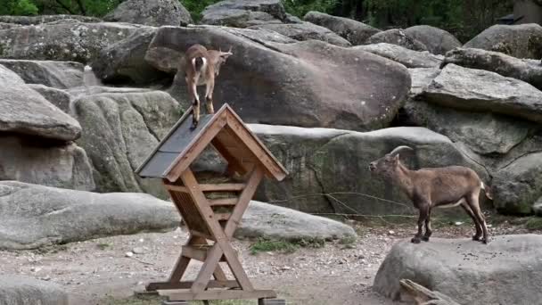 Man Berg Steenbok Capra Steenbok Een Rots Een Duits Park — Stockvideo