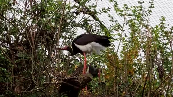 Cicogna Nera Ciconia Nigra Grande Uccello Della Famiglia Ciconiidae — Video Stock