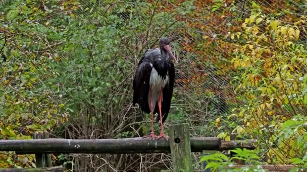 Černý Čáp Ciconia Nigra Velký Pták Čeledi Čápů Ciconiidae — Stock video