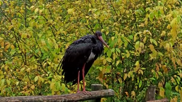 Černý Čáp Ciconia Nigra Velký Pták Čeledi Čápů Ciconiidae — Stock video