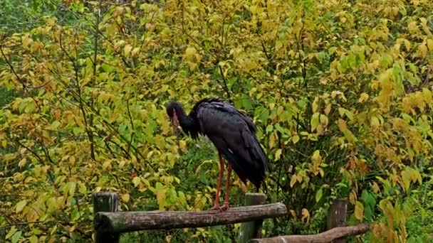 Cigüeña Negra Ciconia Nigra Aves Grandes Familia Ciconiidae — Vídeos de Stock