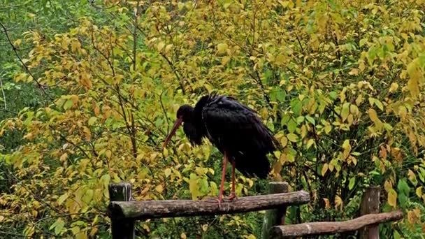 黒いコウノトリ シコニア ニングラ コウノトリ科の大型鳥 Ciconiidae — ストック動画