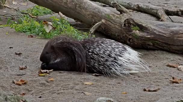 Das Schopfstachelschwein Hystrix Indica Oder Indische Stachelschwein Ist Eine Große — Stockvideo