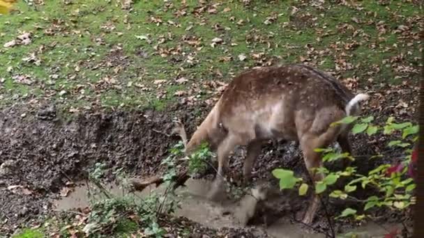 Dama Mesopotamica Mamífero Rumiante Perteneciente Familia Cervidae — Vídeo de stock