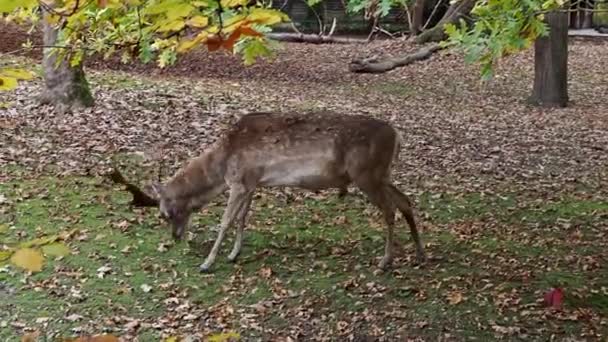 Daim Dama Mesopotamica Est Mammifère Ruminant Famille Des Cervidae — Video