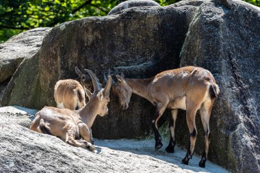 Erkek dağ keçisi - Capra dağ keçisi hayvanat bahçesinde