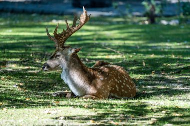 Fallow deer, Dama mezopotamya, Cervidae familyasından bir memeli türü..