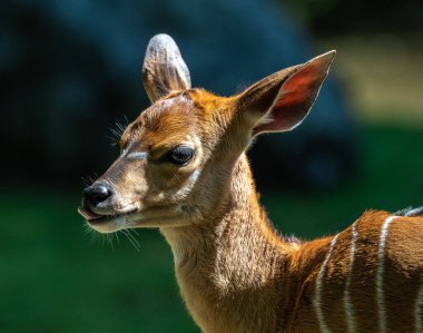 Genç bir bebek Nyala. Tragelaphus angasii, Güney Afrika 'da yaşayan bir sarmal boynuzlu antiloptur. Bovidae familyasından ve Nyala familyasından, Tragelaphus familyasından bir türdür..