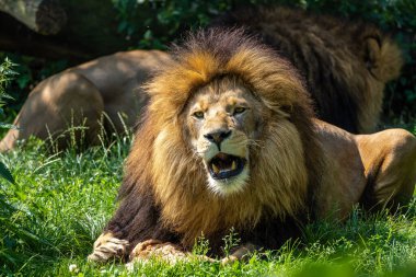 Aslan, Panthera leo, Panthera cinsindeki dört büyük kediden biridir ve Felidae familyasının bir üyesidir..