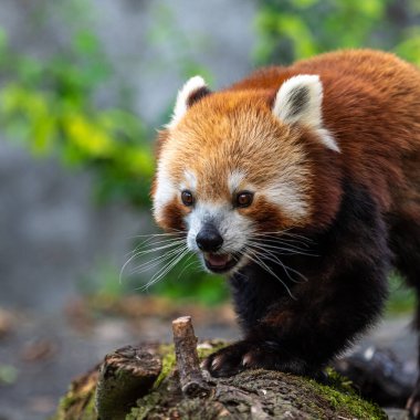 Kırmızı panda, Ailurus fulgens, daha küçük panda ve kırmızı kedi ayı olarak da bilinir..