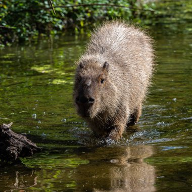 Capybara, Hydrochoerus hydrochaeris Güney Amerika 'da yaşayan bir memelidir. Dünyada yaşayan en büyük kemirgendir..