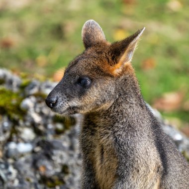 Wallaby bataklığı, Wallabia bicolor, küçük kangurulardan biridir. Bu valabi aynı zamanda siyah valabi olarak da bilinir.