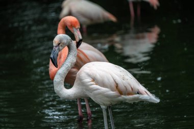 Amerikan flamingosu, Phoenicopterus ruber, flamingonun büyük bir türüdür..