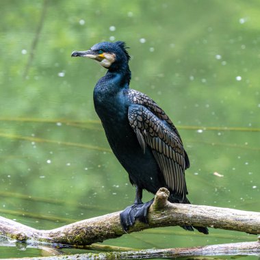 Kuzey yarımküre boyunca büyük siyah karabatak olarak bilinen büyük karabatak, Avustralya 'daki siyah karabatak ve Yeni Zelanda' nın daha güneyindeki siyah karabatak