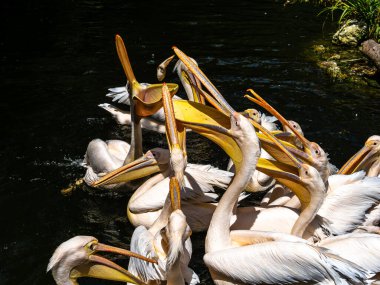 Büyük Beyaz Pelikan (