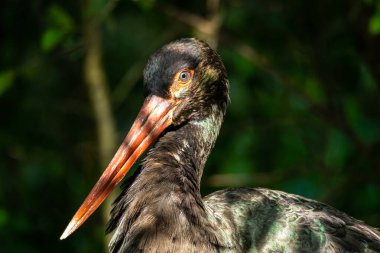 Kara leylek, Ciconia nigra leylek familyasından büyük bir kuş türü..