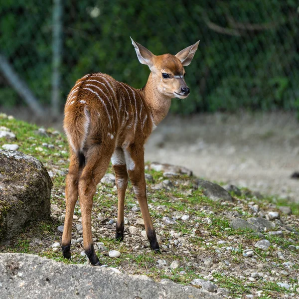 Jeune Bébé Nyala Tragelaphus Angasii Est Une Antilope Cornes Spirales — Photo