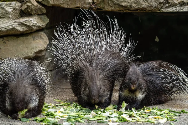 Індійський Гризун Porcupine Hystrix Indica Або Індійський Дикобраз Великий Вид — стокове фото