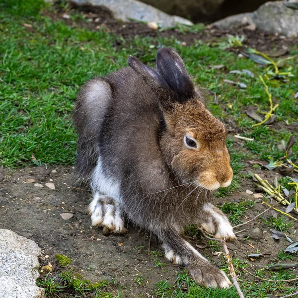 山兔Lepus Timidus也被称为棕色头发的白兔 — 图库照片