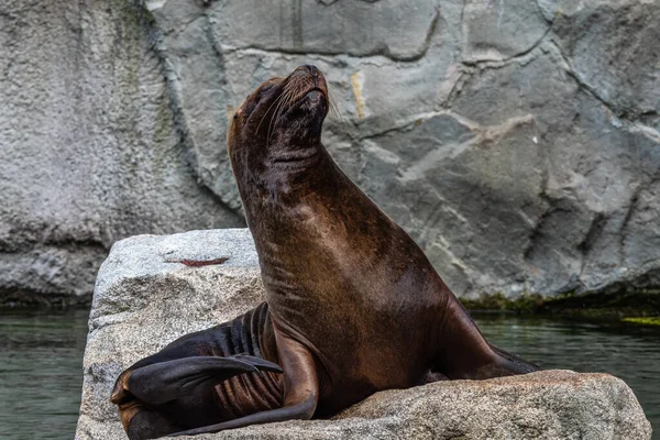 Zuid Amerikaanse Zeeleeuw Otaria Flavescens Voorheen Otaria Byronia Ook Wel — Stockfoto