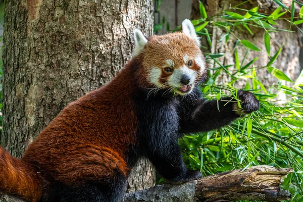 Panda Rojo Ailurus Fulgens También Llamado Panda Menor Oso Gato — Foto de Stock