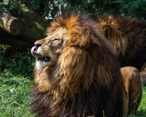 Lion Panthera Leo One Four Big Cats Genus Panthera Member — Stock Photo, Image