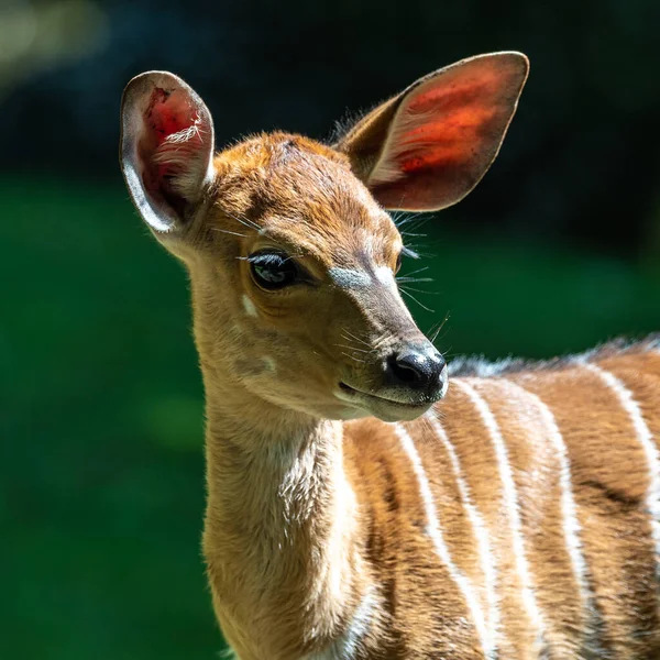 Bebé Nyala Tragelaphus Angasii Antílope Espiral Nativo África Austral Uma — Fotografia de Stock