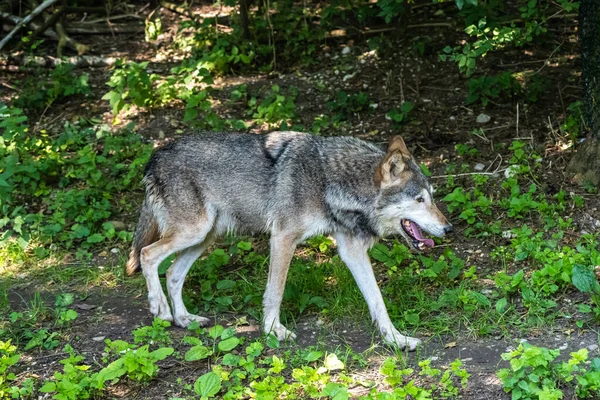 Wolf Canis Lupus Een Hond Die Voorkomt Wildernis Afgelegen Gebieden — Stockfoto