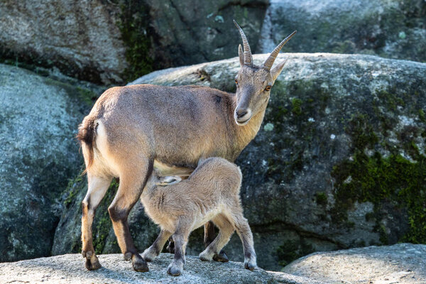 Молодой горный козел - капра косуля в зоопарке