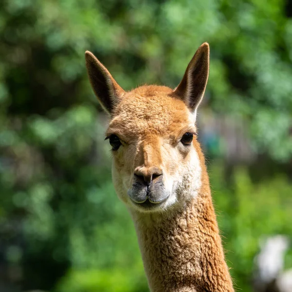 Vicunas Vicugna Vicugna Parentes Lhama Que Vivem Nas Altas Áreas — Fotografia de Stock