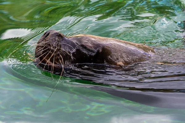 The South American sea lion, Otaria flavescens, formerly Otaria byronia, also called the Southern Sea Lion and the Patagonian sea lion