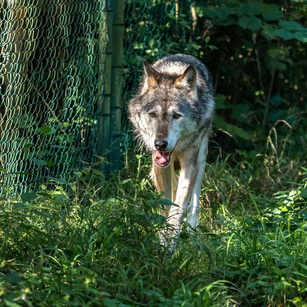 Canis Lupus 也被称为灰狼或木材狼 是原产于欧亚和北美荒野和偏远地区的一种犬种 — 图库照片