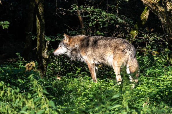 Lobo Canis Lupus Também Conhecido Como Lobo Cinzento Lobo Madeireiro — Fotografia de Stock