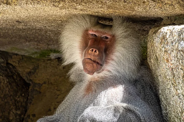 Papio Hamadryas Una Especie Babuino Nativo Del Cuerno África Extremo — Foto de Stock