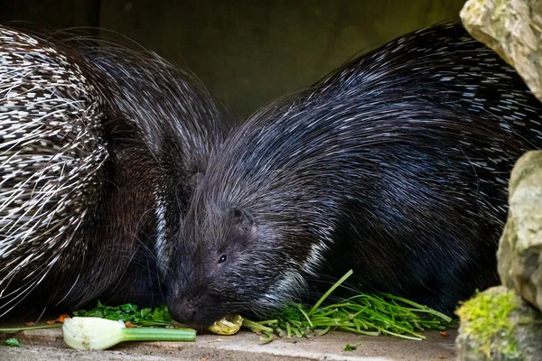 Індійський Гризун Porcupine Hystrix Indica Або Індійський Дикобраз Великий Вид — стокове фото