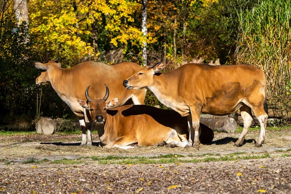 バンテン ボスジャバニクスまたはレッドブル野生の牛の一種ですが 牛やバイソンとは異なる主な特徴があります 男性と女性の両方で白いバンドの底 — ストック写真