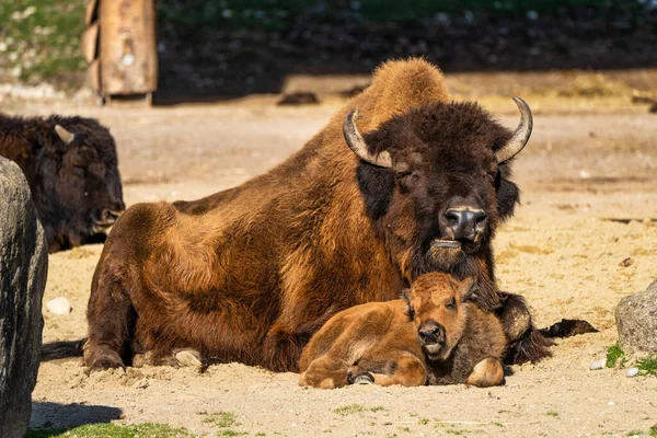 The American bison or simply bison, also commonly known as the American buffalo or simply buffalo, is a North American species of bison that once roamed North America in vast herds.