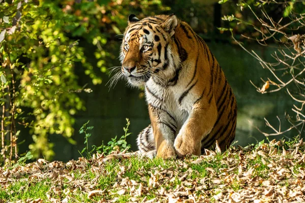 Tigre Siberiano Panthera Tigris Altaica Gato Más Grande Del Mundo — Foto de Stock