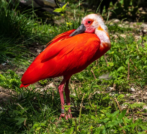 Scarlet Ibis Eudocimus Ruber Species Ibis Bird Family Threskiornithidae Inhabits — Stock Photo, Image